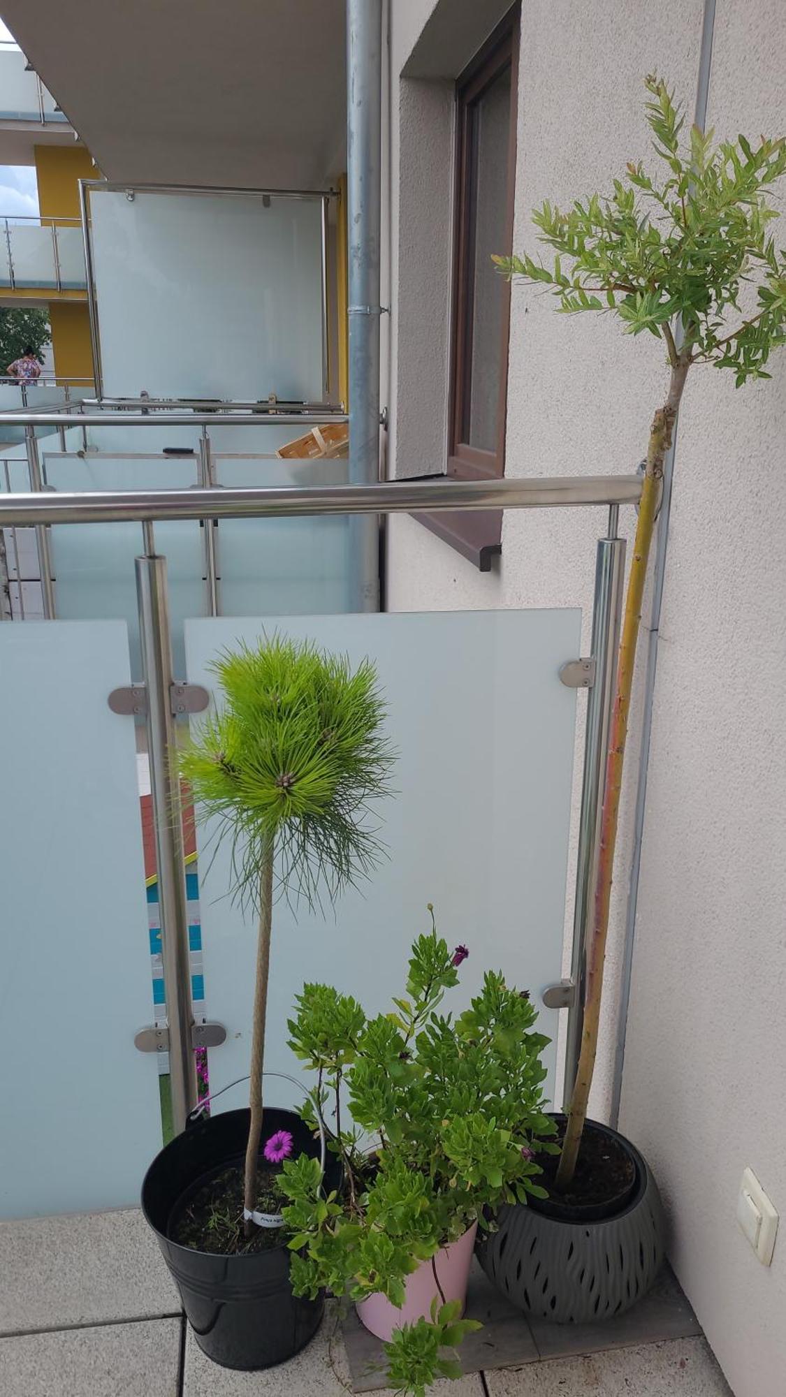 Apartament Lilla 耶莱尼亚古拉 外观 照片
